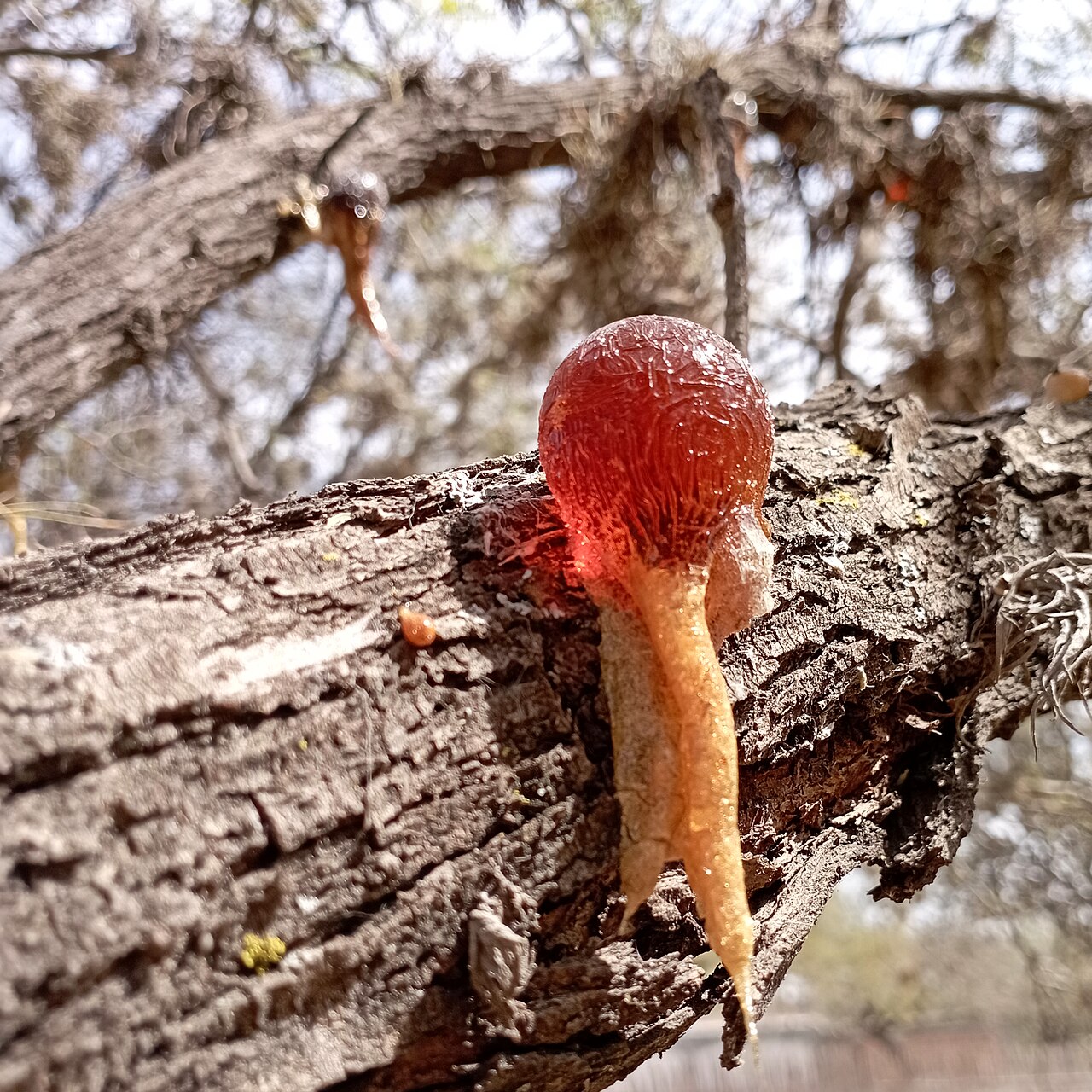 Goma de mezquite escurriendo del tronco del árbol