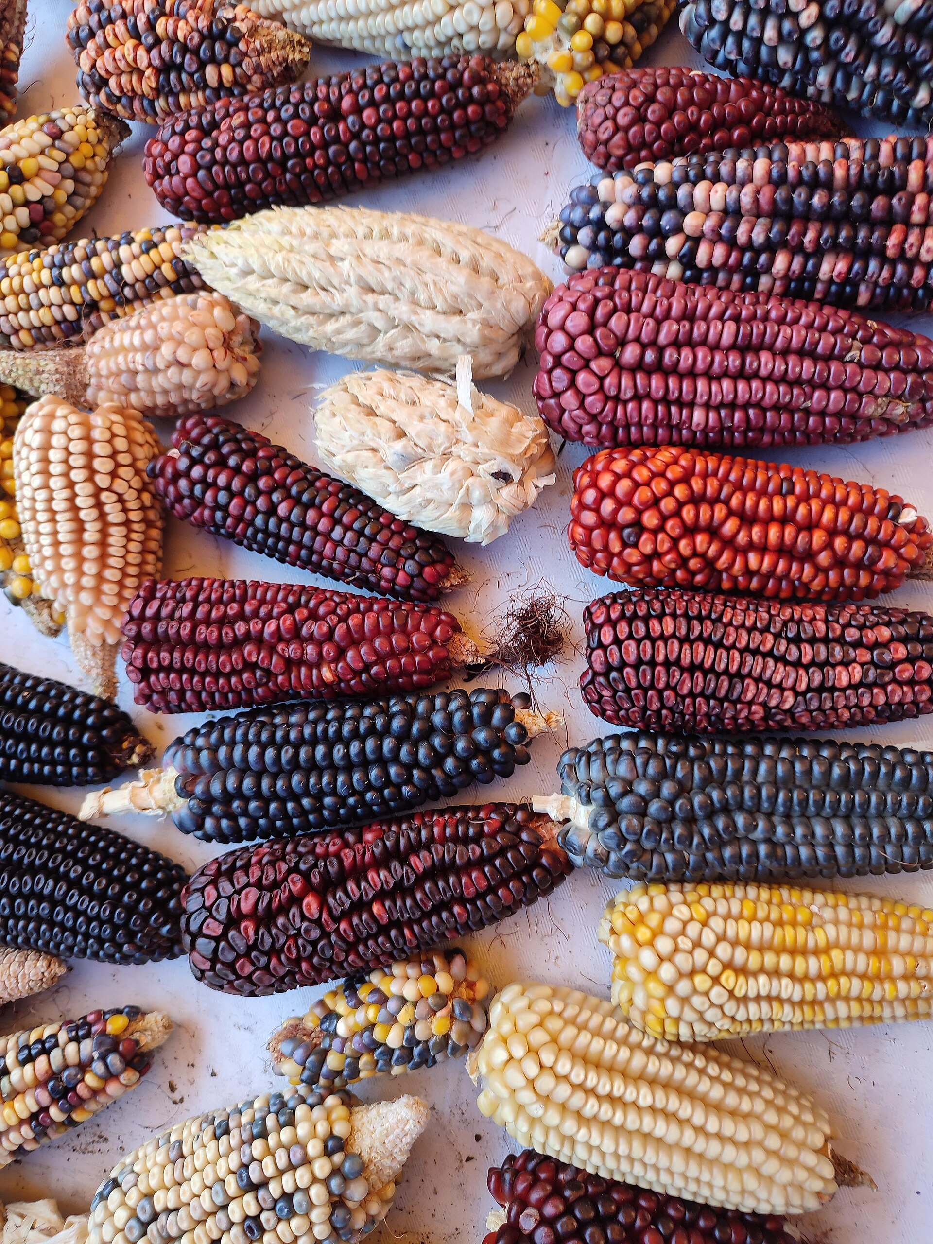 Mazorcas de maíz nativo mexicano de distintos colores