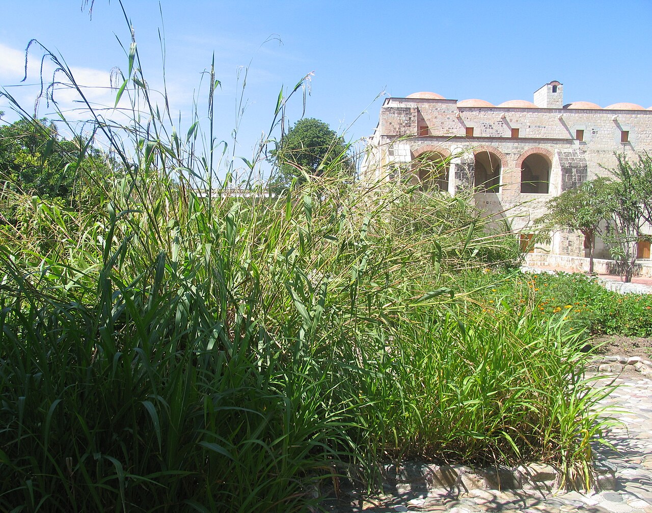 Planta de teocintle creciendo en el Jardín Etnobotánico de Oaxaca, con aspecto de pasto ramificado